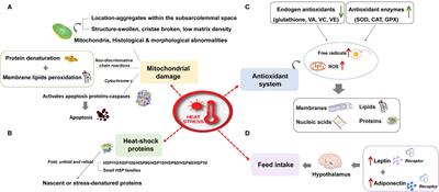 Effects of Selenium as a Dietary Source on Performance, Inflammation, Cell Damage, and Reproduction of Livestock Induced by Heat Stress: A Review